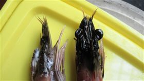 蝦子退冰頭變深黑色　圖／翻攝自臉書／廚藝公社