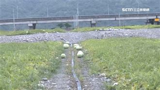 5百顆西瓜消失　這幕揭穿瓜農真面目