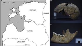 最新證據顯示，拉脫維亞一具距今5300年前的遺骸，可能就是鼠疫的零號病人。（圖／翻攝自細胞報告網頁cell.com）

