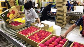 最嚴選芒果上市！台南愛文外銷熱賣(圖/94要客訴)