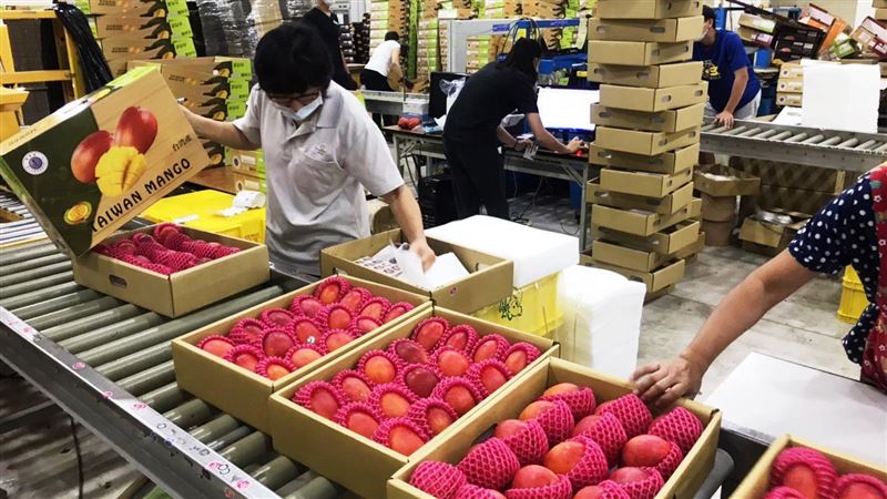 最嚴選芒果上市！台南愛文外銷熱賣