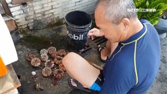 海膽量大減！漁民兩小時僅撈10幾顆