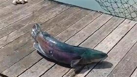 日月潭，潭中惡霸魚虎，兇猛，跳出岸上漁排，生命力旺盛