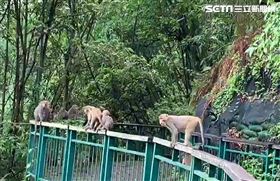 日月潭新危機！猴王率眾群聚盤據步道（圖／翻攝畫面）