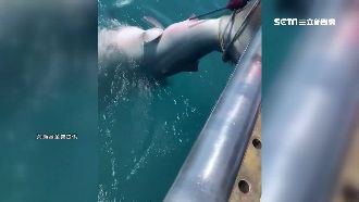 全球剩嘸3百隻！巨口鯊誤入花蓮漁網