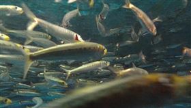 沙丁魚
https://www.flickr.com/photos/ret0dd/4899521475/in/photolist-8sXk3c-3dDARp-2m8EszC-Yr178o-ah1LTD-SPiN2-66oVgw-amLVwV-22ieDxW-a1x6AV-vfb7tE-gUXQJe-9fysWG-aysMEF-6Ve7qg-9PnVU-5TMk8F-fnGjwk-6Tw3sM-83