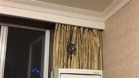 巨型喇牙爬窗簾！細看是「逃亡」螃蟹　網笑翻：求生慾極強（圖／翻攝自爆廢公社公開版）