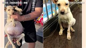 毛孩肚子撐爆像氣球 救援後復萌樣 親人又活潑