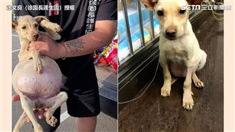 毛孩肚子撐爆像氣球 救援復萌樣