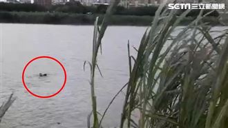 超狂小偷逃無路　急跳新店溪泳渡對岸