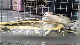 新北市動保處,蛇類,新北市