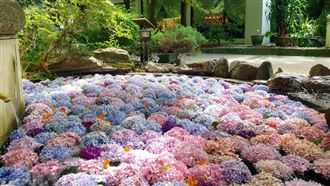 微解封一宣布　武陵農場預約電話打爆