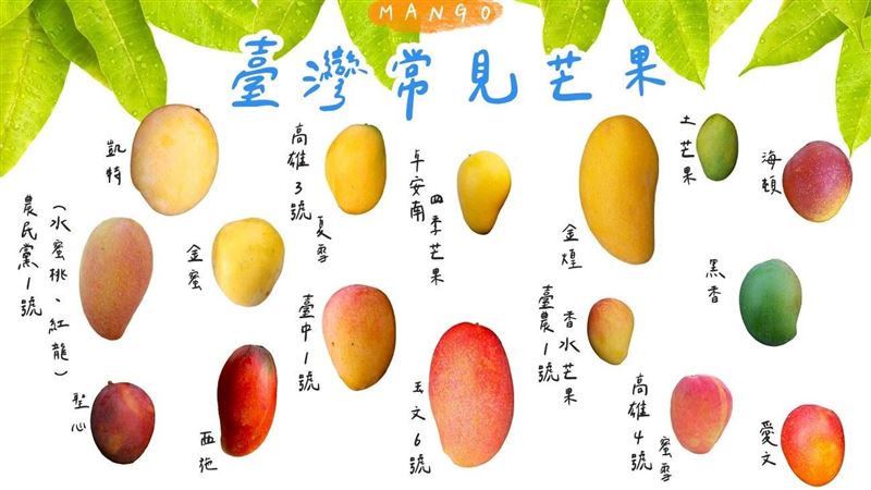 16種常見芒果　芒果界LV也在列