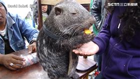 「鼠界哥吉拉」長尾豚鼠現身！　網見巨大體型驚：工讀生？