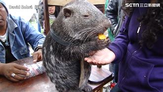 「鼠界哥吉拉」現身！巨大體型嚇呆網