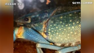 抱卵母蝦晃肚踢卵 瘦弱幼變營養補給