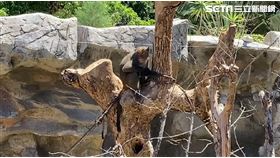 新竹市動物園,獼猴（圖／記者羅欣怡攝影）