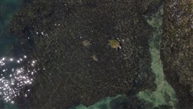 16:9
空拍驚見805隻海龜「包圍」小琉球　破最高觀測紀錄
圖／翻攝自海洋委員會海洋保育署臉書
https://www.facebook.com/ocaoactaiwan/posts/1849651145215279
