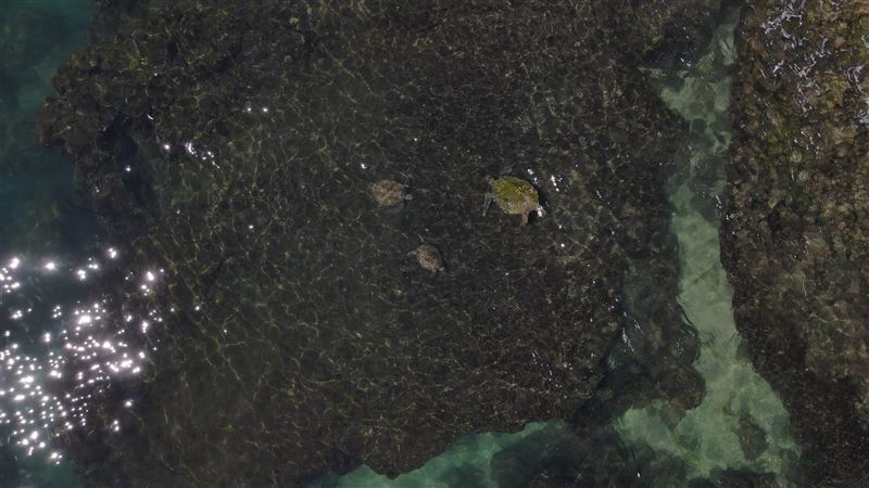 創觀測紀錄！805隻海龜包圍小琉球