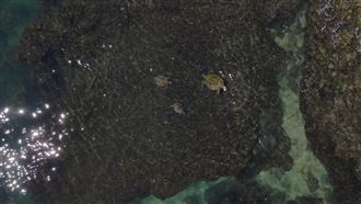 創觀測紀錄！805隻海龜包圍小琉球