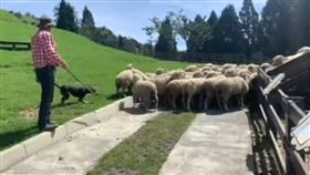 南投清境農場，綿羊秀15日演出，綿羊放防疫假，彩排，降載，