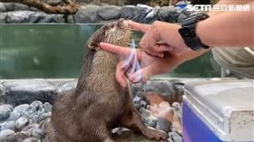 花蓮,微解封,遠雄海洋公園,動物,水獺