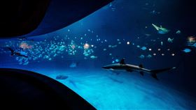 ▲鯊魚特展。（圖／國立海洋生物博物館提供）