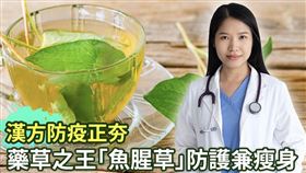 漢方防疫正夯！「魚腥草」助防護升級