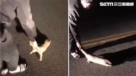 穿山甲,烏來小馬哥,野生動物保育法,台北