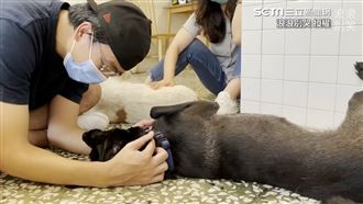 浪浪學不會定點如廁　他仍領養網讚翻