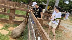 埔心牧場今日也恢復開園。業者表示，截至今日中午有近百名遊客入園，餵食超萌的水豚和羊駝。（圖／埔心牧場提供）