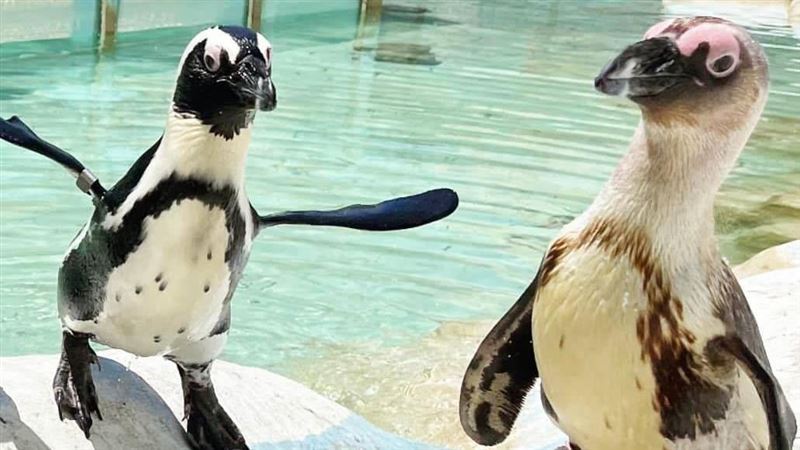 樂園微解封首日　遊客搶看黑腳企鵝