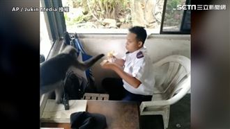 不速之猴突襲搶食　警衛下午茶瞬間掰
