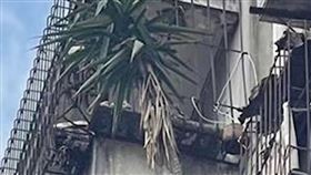 男子離家6年！6樓陽台「長出2棵樹」　網熱議末日後景象（圖／翻攝自電影全搜羅微博）