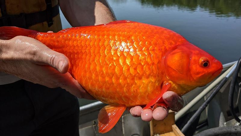 湖底母湯飼金魚！　放生養成碩大物種