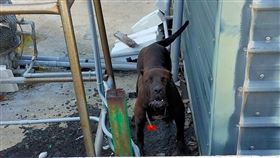 猛犬卡斯羅流浪到嘉義  嚇壞民眾嘉義縣家畜疾病防治所日前接獲布袋鎮犬隻緊急救援案件，民眾指其住家後方出現一隻黑色大狗，家畜所派員抵達現場時，發現竟是一隻號稱「地獄絞肉機」的義大利獒犬卡斯羅（Cane Corso）。（嘉義縣家畜疾病防治所提供）中央社記者蔡智明傳真  110年7月15日