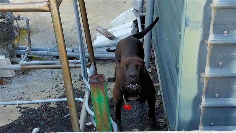 黑手黨最愛猛犬流浪到嘉義　嚇壞民眾