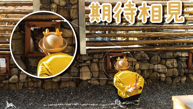 還不想連結！斑比山丘梅花鹿線上吃播