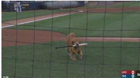 ▲小聯盟狗狗撿球棒。（圖／截自小聯盟官網）