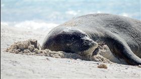 夏威夷僧海豹
https://www.flickr.com/photos/183382590@N08/49276368687/in/photolist-VXrqhh-WYiACN-WYiAxh-X2c7pg-WYjhCh-WYjeXh-8dmyFz-8dmyLR-a9BJat-2i5jfDH-2i5n5EM-2i5jAqb-2i5obMa-2i5n7Zb-2i5ogDz-2i5nfnx-2i5na