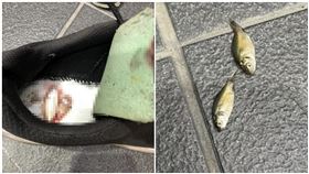 會下地獄！噁男偷鞋「塞活魚」　高雄女傻傻一踩⋯血肉模糊（圖／翻攝自爆料公社）