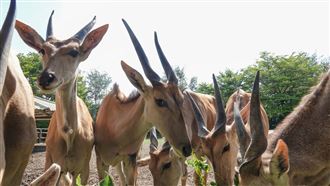 拚觀光！頑皮世界獲安全旅遊國際認證