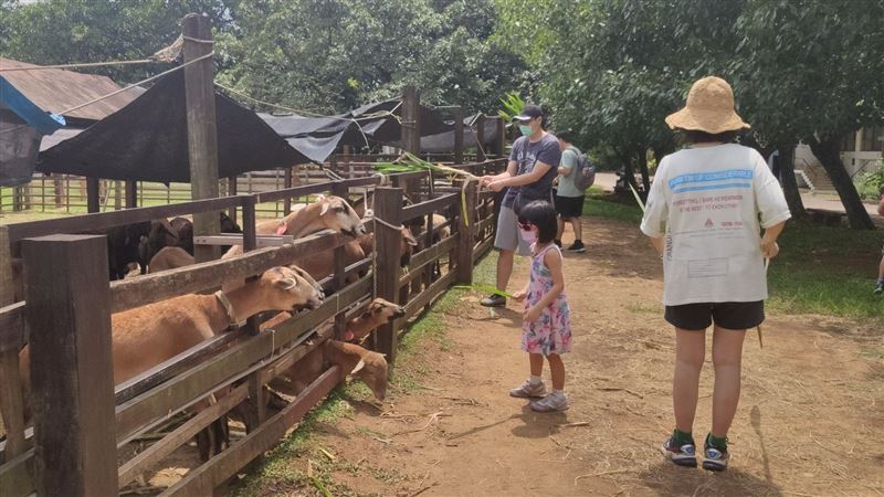 微解封首個周末！埔心牧場湧5百遊客