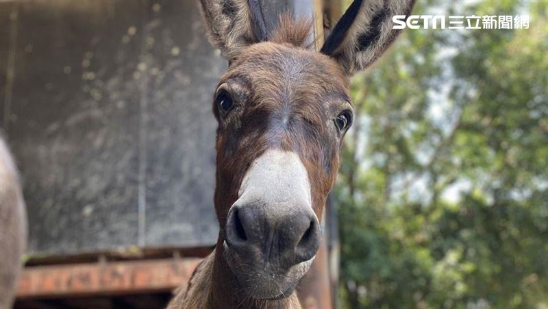 台南頑皮世界呆萌動物陪你療癒微解封