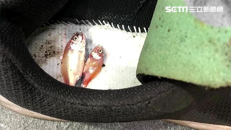 鞋墊「被塞活魚」！命理師揭恐怖目的