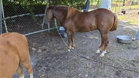 馬匹,散步,三民區