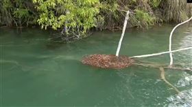 日月潭魚虎，紅色魚球，圖／翻攝自日月潭一等高臉書