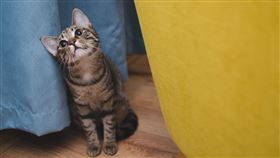 貓,貓咪,家貓,寵物,愛貓（圖／Pixabay）