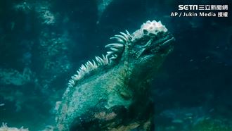 巨型海鬚蜥模樣嚇人　撞臉哥吉拉
