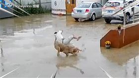 ▲▼。（圖／AP／Viralpress 授權）